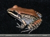 Leptodactylus mystacinus