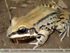 Leptodactylus mystacinus