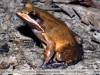 Leptodactylus rhodomystax