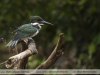 Cloroceryle-amazona