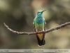 Colibri-serrirostris