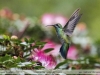 Colibri-serrirostris