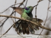 Colibri-thalassinus