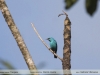 Dacnis-cayana