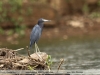 Egretta-caerulea