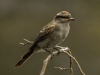 Empidonomus-aurantioatrocristatus