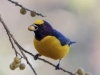 Euphonia-chlorotica