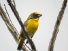 Euphonia-laniirostris