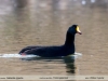 Fulica-gigantea