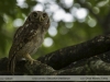 Glaucidium-brasilianum