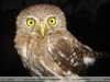 Glaucidium-brasilianum_