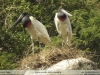 Jabiru-mycteria