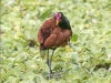 Jacana-jacana