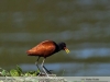 Jacana-jacana