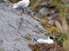 Larus-serranus