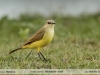 Machetornis rixosa