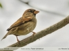 Passer domesticus