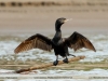 Phalacrocorax-brasilianus