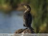 Phalacrocorax-brasilianus