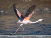 Phoenicopterus-chilensis