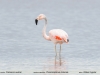 Phoenicopterus-chilensis