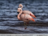 Phoenicopterus-chilensis