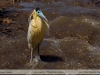 Pilherodius-pileatus