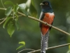 Trogon-curucui