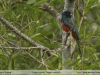 Trogon curucui