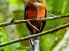 Trogon-personatus-hembra