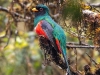 Trogon-personatus_