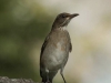 Turdus amaurochalinus