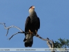 Caracara plancus