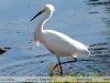 Egretta thula