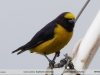 Euphonia chlorotica