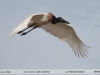 Jabiru mycteria