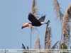 Ramphastos toco