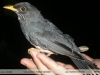 Turdus nigriceps