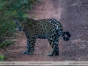 Panthera onca