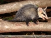 Didelphis albiventris