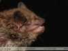 Eptesicus furinalis