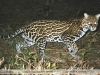 Leopardus pardalis