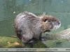 Myocastor coypus