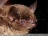 Myotis albescens