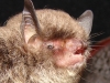 Myotis nigricans