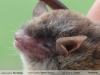 Myotis riparius