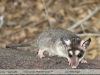 Philander opossum