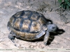 Geochelone chilensis