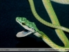 Leptophis ahaetulla