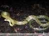 Pseustes sulphureus